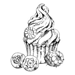Cupcake topped with whipped cream swirl, wild berries, muffin with bilberry, blueberry, blackberry, raspberry hand drawn in vector ink. Isolated dessert for cooking blog visuals, menu illustrations