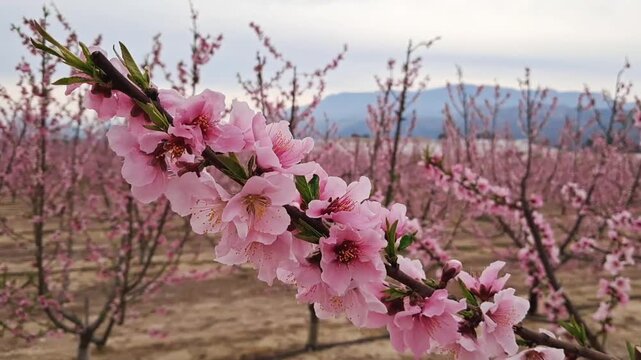 Peach tree in bloom. White and pink flowers.