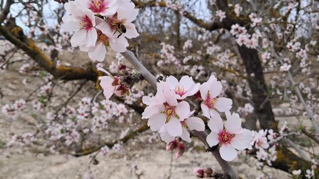 Peach tree in bloom. White and pink flowers.