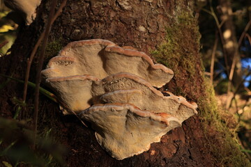 Herbst-Bilder aus dem Nordschwarzwald