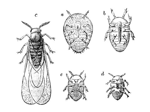 Grape phylloxera, Dactylosphaera vitifoliae, is a species of insect from the family Phylloxeridae, old vintage illustration, 1899