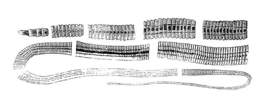 Tapeworms, cestodes, Cestoda, a class of parasitic flatworms Plathelminthes, old vintage illustration, 1899
