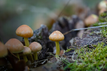 Champignons en automne