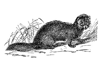 Wild Weasel, old vintage illustration, 1894