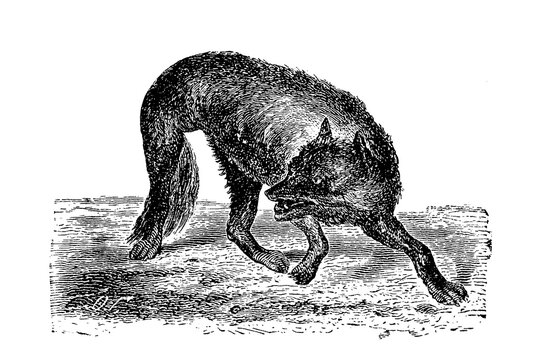 Wild Wolf, old vintage illustration, 1894