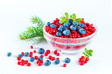 Ripe shiny lingonberries and blueberries and spruce branch  on white background.