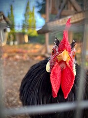 hen portrait in the coop © Sabrina
