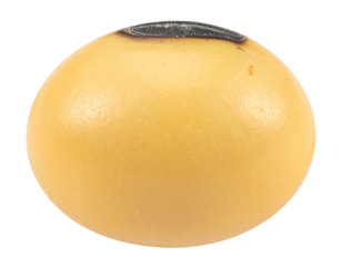 Soybean grain isolated closeup, healthy plant based food ingredient, protein source for vegan diet