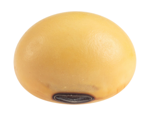 Soybean seed close up with a transparent background. Representing healthy food, plant based protein, and oil production ingredient