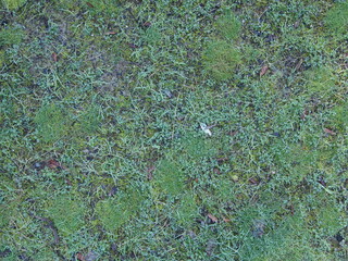 green grass background