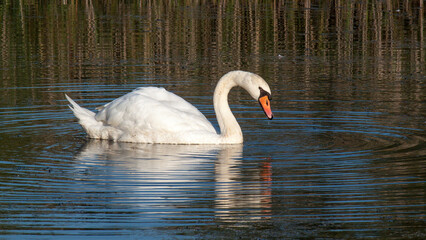 Fototapeta premium swan on the lake