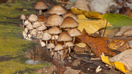 mushrooms in the forest