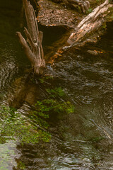 river in the forest