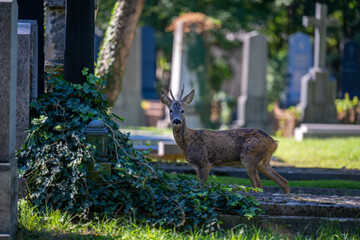 Reh am Friedhof