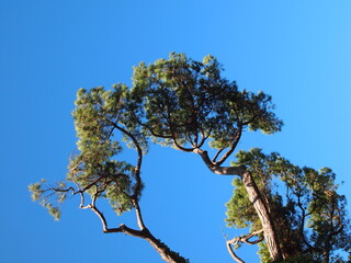 tree and sky