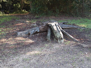 dead tree stump