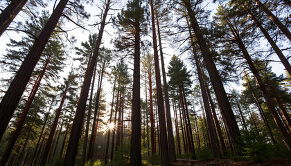 Naklejka premium Tall pine trees reaching upward in forest during golden hour 