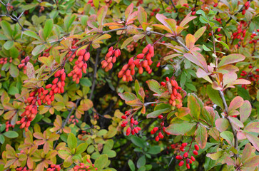 Vibrant Red Barberries on a Bush with Autumn Leaves wallpaper