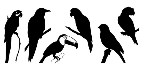 Diverse bird silhouettes featuring macaw cockatoo toucan hornbill and crane species on white silhouette