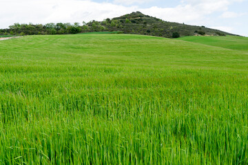 Green meadow in the mountains of Navarra. Spain