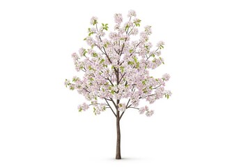 Beautiful Flowering Tree with Delicate Pink and White Blossoms Against a Clean White Background in Spring