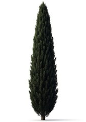 Stately green cypress tree with narrow, conical form, a solitary evergreen conifer on white