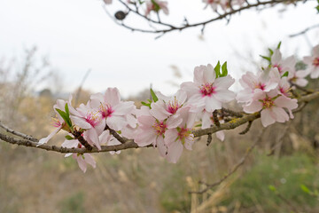 Peach tree in bloom. White and pink flowers.