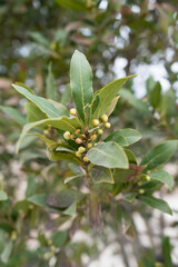Bay leaves in detail