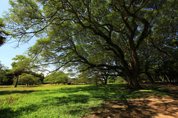 Obraz premium The shade of large trees In the Angkor Wat area, Siem Reap, Cambodia