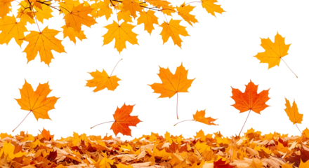 Falling autumn maple leaves isolated on transparent background
