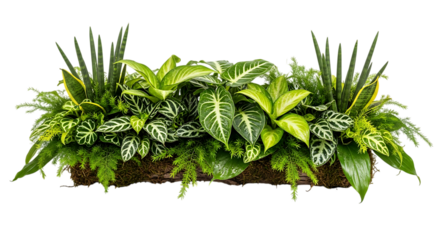 Lush green tropical plant arrangement isolated on transparent background