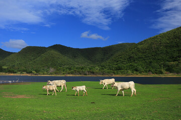 Obraz premium Cows stand and drink water in Khlong Bueng Reservoir. Prachuap Khiri Khan, Thailand