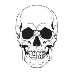 Fototapeta premium Detailed Human Skull Line Art Illustration on White Background.