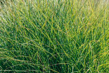Ornamental pampas grass plant with feathery plumes.