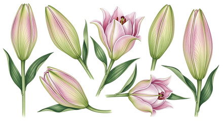 Fototapeta premium Collection of pink lily buds and open flowers isolated on transparent background