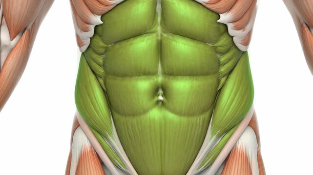 Illustration of the abdominal muscles, highlighted in green.