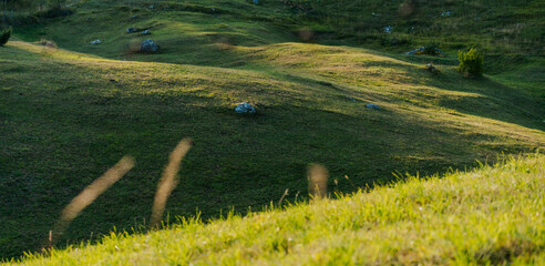 Summer green field with sunlight and shadow, abstract background