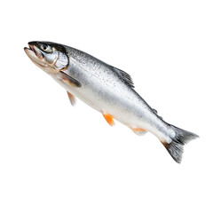 Fototapeta premium Silver Salmon, Full Body Shot, Studio Lighting, Isolated on Transparent Background, Aquatic Life, Food Source, Wild Animal, Seafood Product, Protein