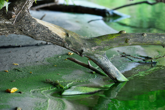 green water, damaged ecology, coastline close-up, branches and sand.