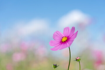 青空とピンクのコスモスの花