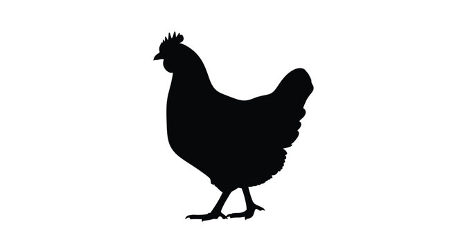 A striking silhouette of a chicken against a plain white background