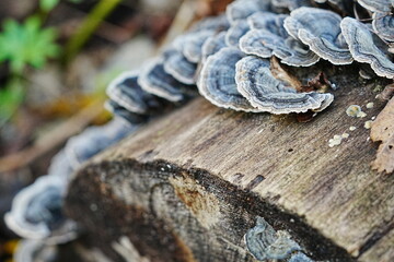 切り株に生えたカワラタケ