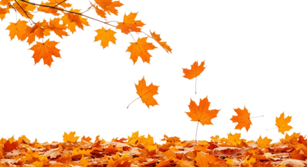 Falling orange maple leaves in autumn isolated on transparent background