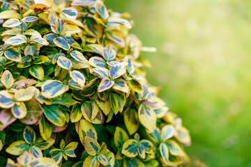 trzmielina to krzew żółto-zielony jako tło © Henryk Niestrój