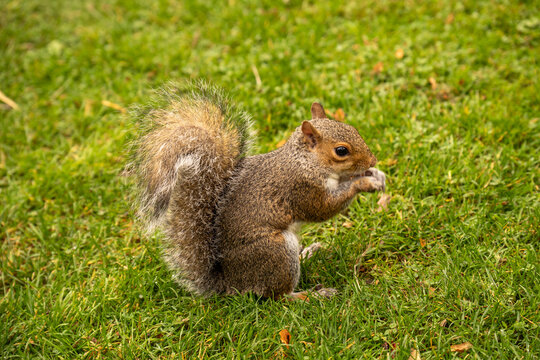 A squirrel eats acorns in the meadow