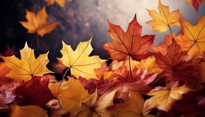 Fototapeta premium Maple Leaves