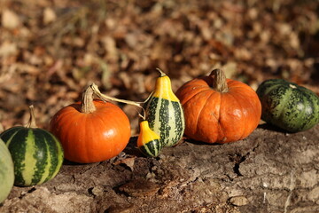 Obraz premium pumpkin on the ground
