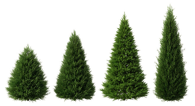 Four green evergreen trees of varying heights isolated on transparent background