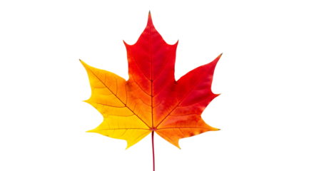 Vibrant maple leaf in autumn colors isolated on transparent background