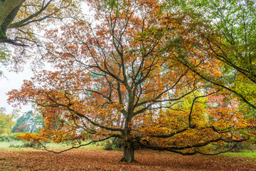 old oak in autumn, trees in the park